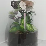 Candy's Dream Penzion
