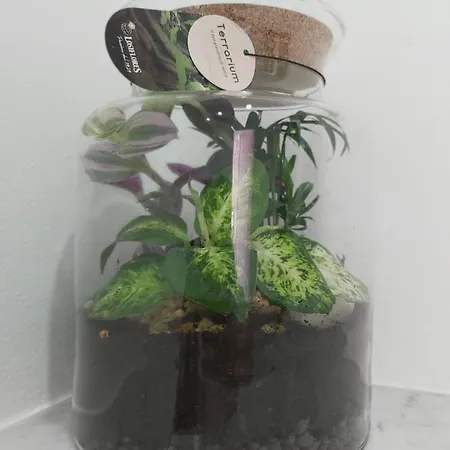 Candy's Dream Gasthuis